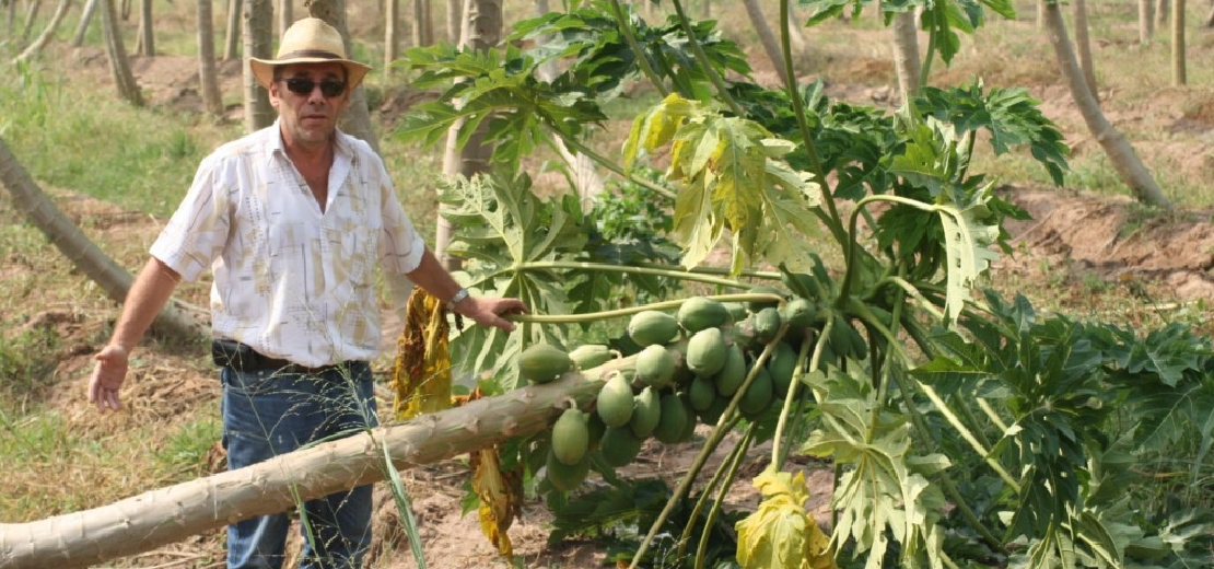 Helmut Lutz is the papaya king of Ghana